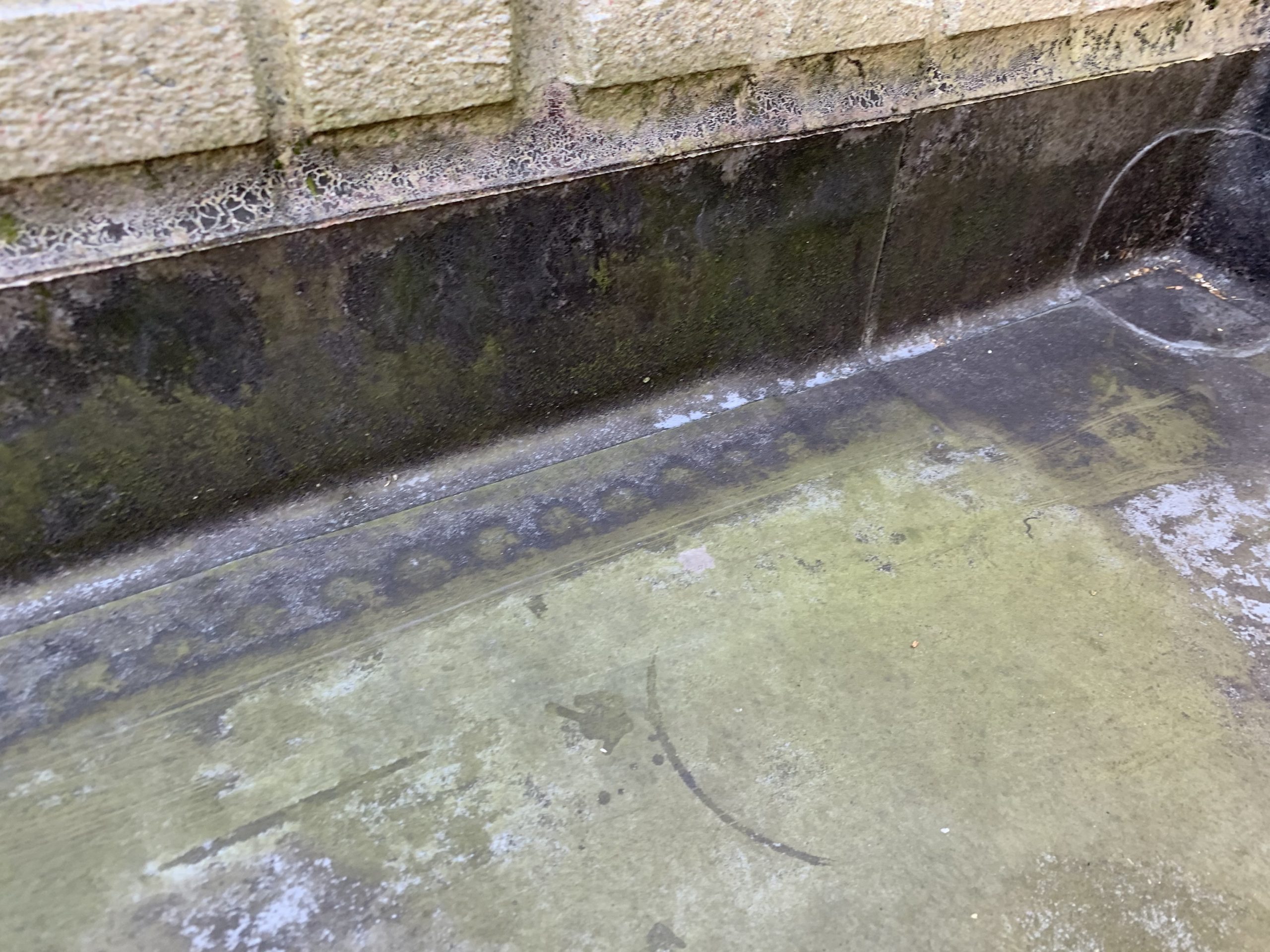 陸屋根苔の繁殖