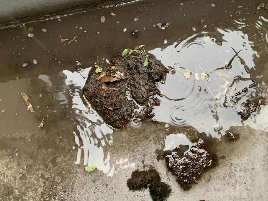 玄関上陸屋根ゴミ清掃