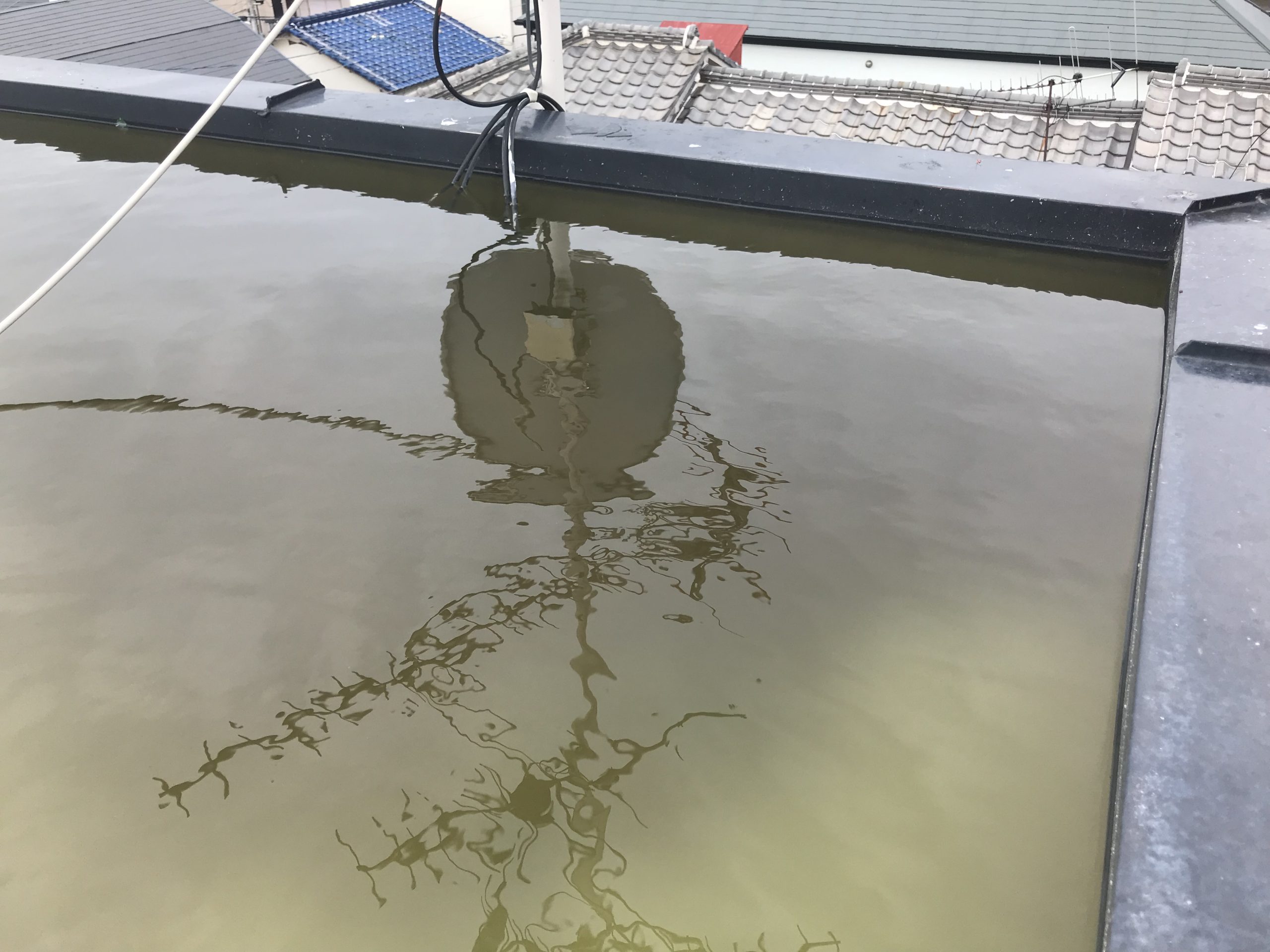 排水溝廻りには落ち葉が集まっています