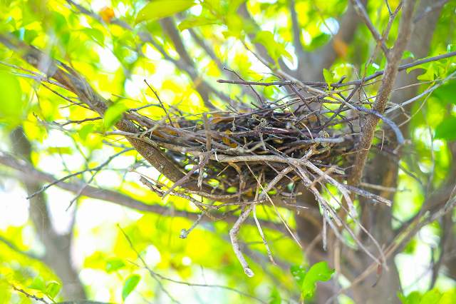 鳩の巣
