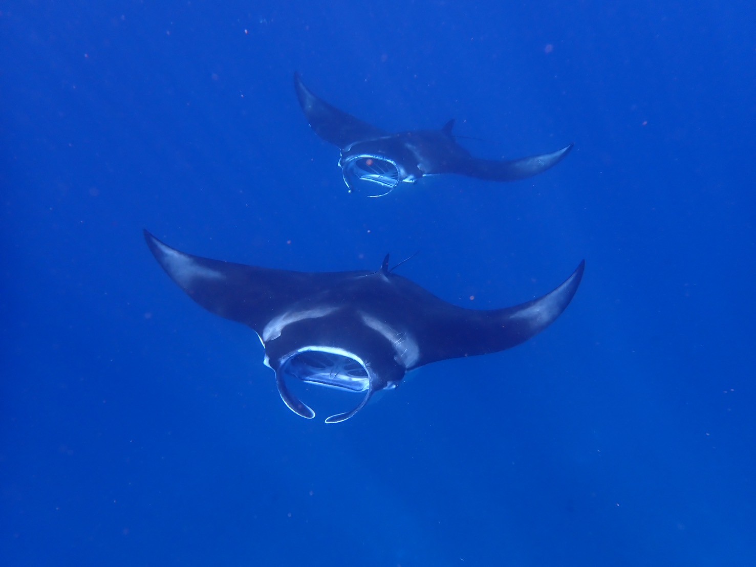 石垣島ダイビング防水職人