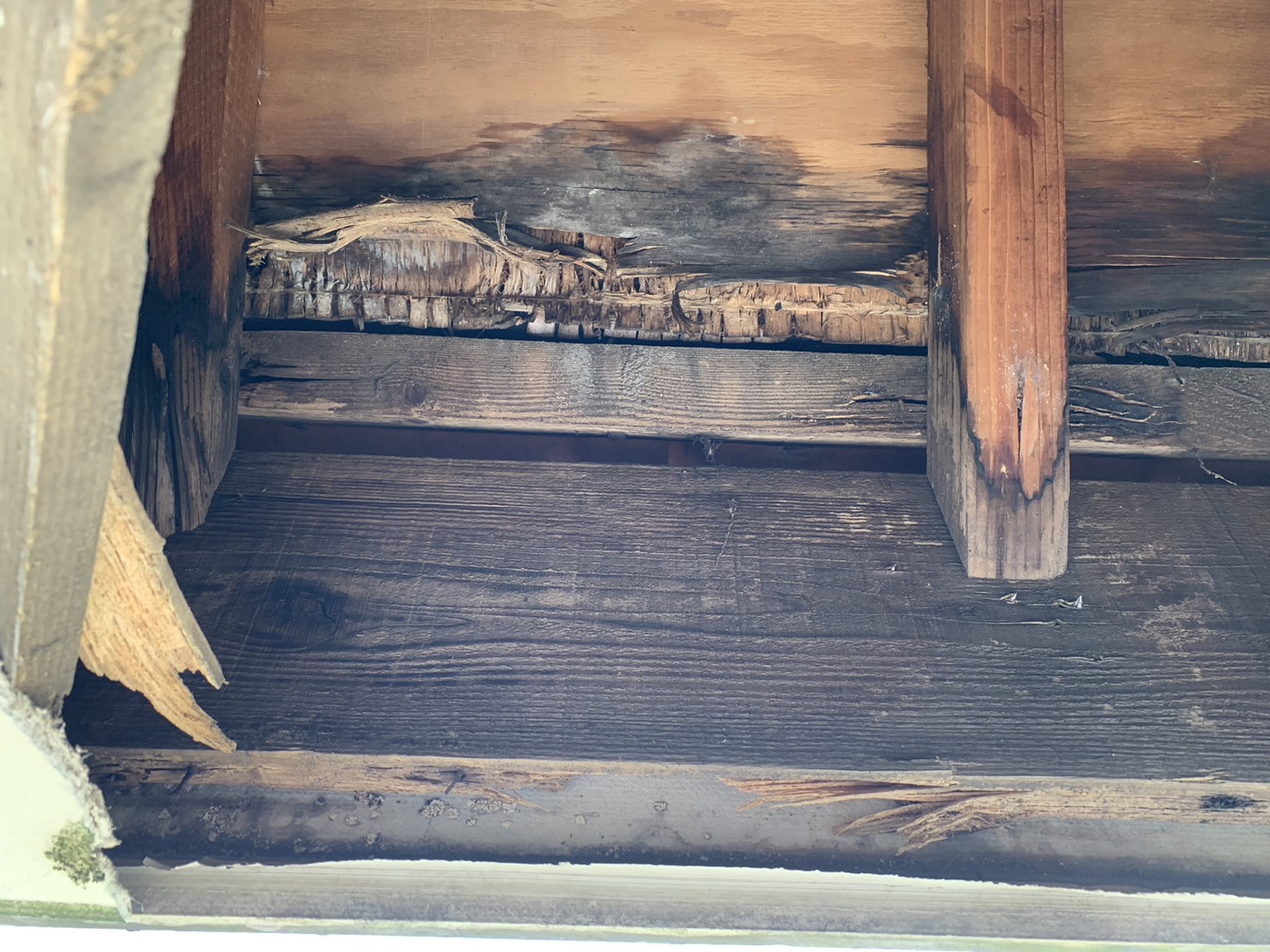 剥がれた軒天の内部状況