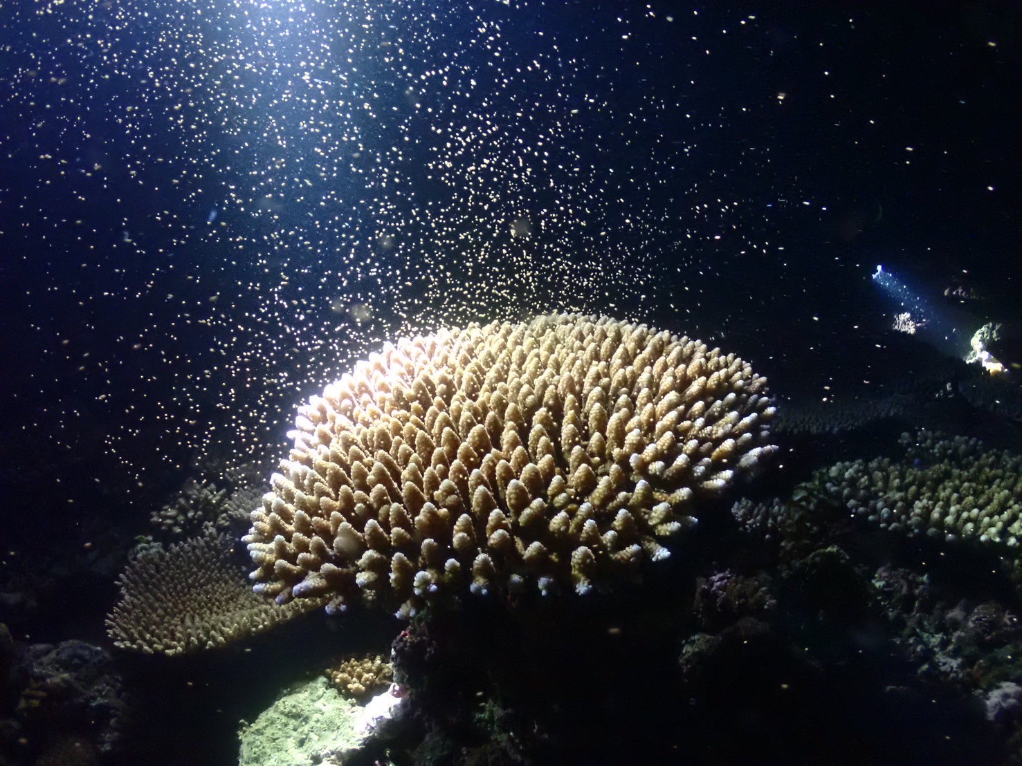 防水職人撮影サンゴの産卵