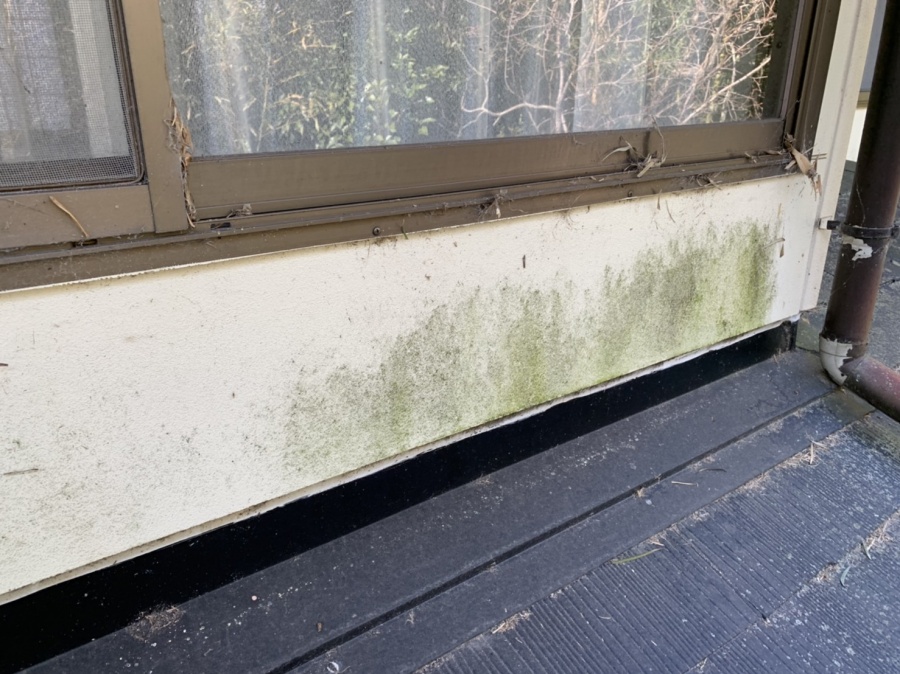 北側の外壁はかなり苔がはえている写真