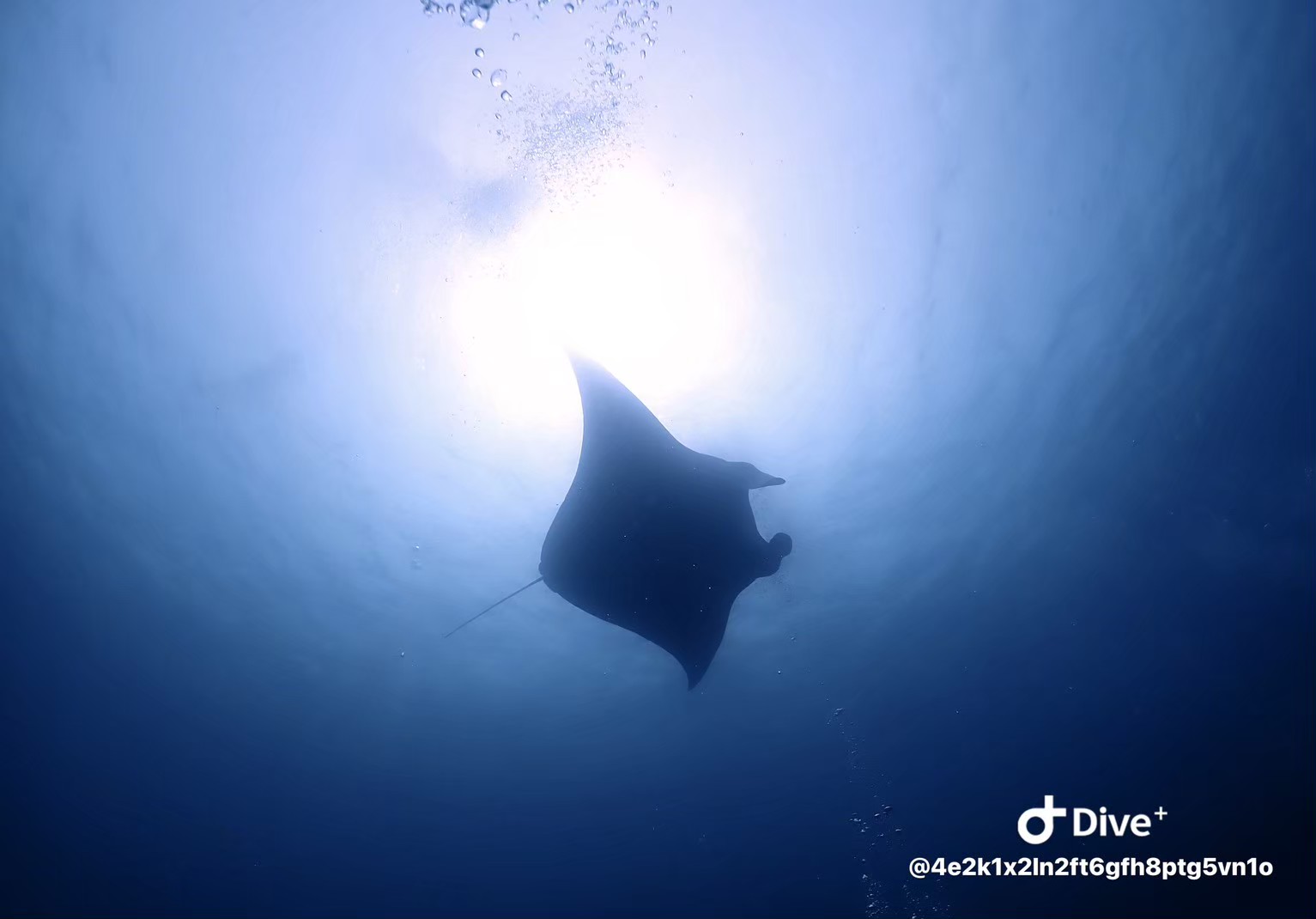 石垣島ダイビング防水職人