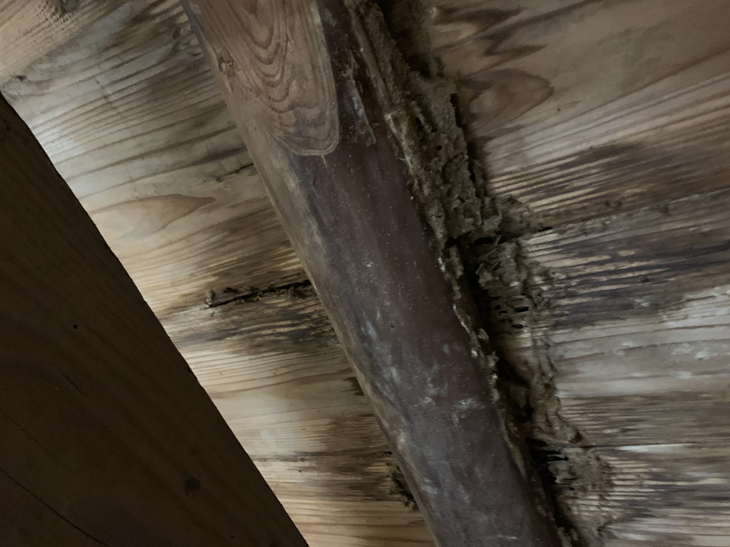 蔵の天井裏に広がる雨漏りの跡