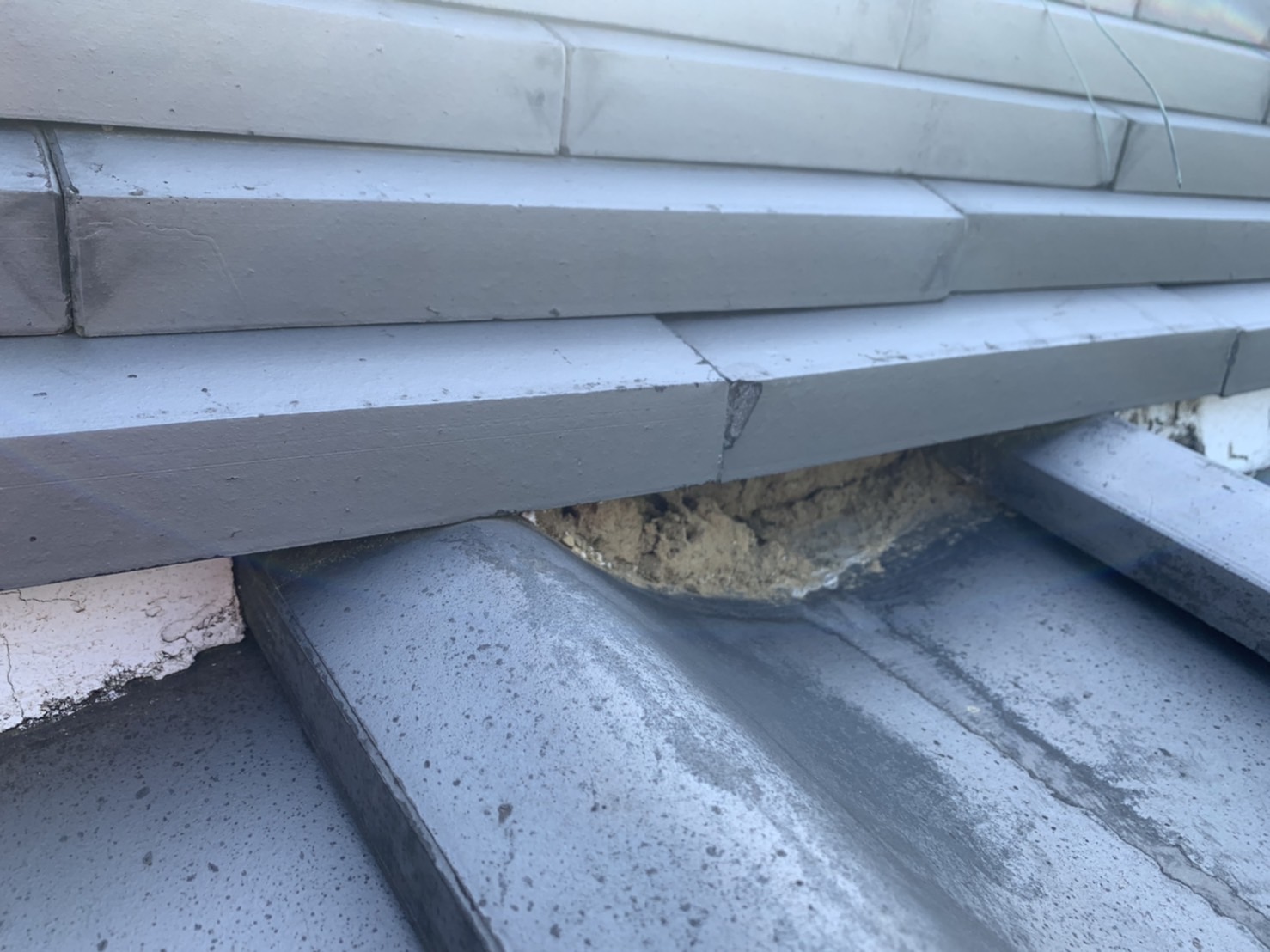 漆喰の上から大量の苔