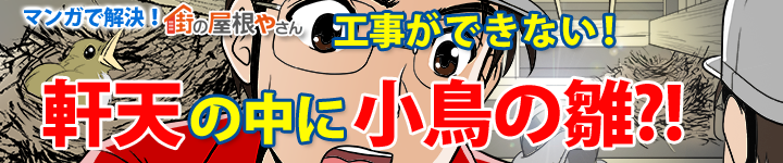 軒天の中に鳥の巣を作る事も‼マンガでご紹介