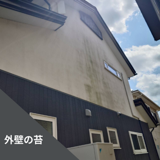 外壁の苔