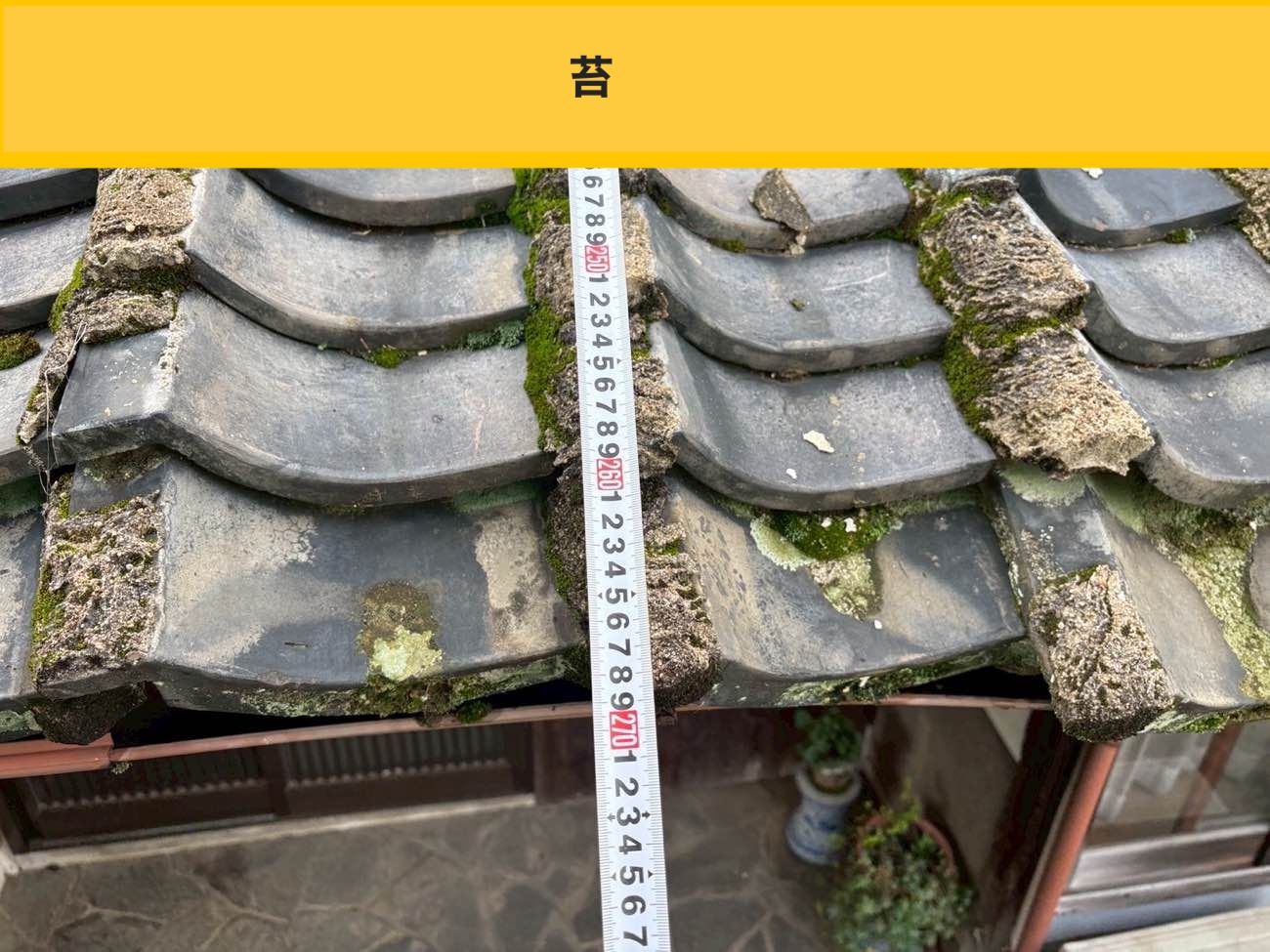 苔の繁殖状況
