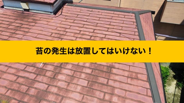 筑紫野市雨漏り調査、苔の発生