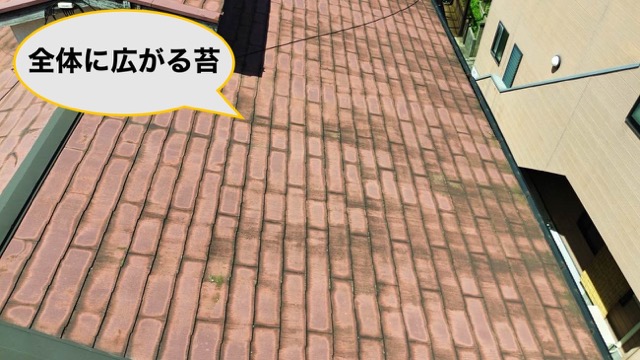 筑紫野市雨漏り調査、苔の発生