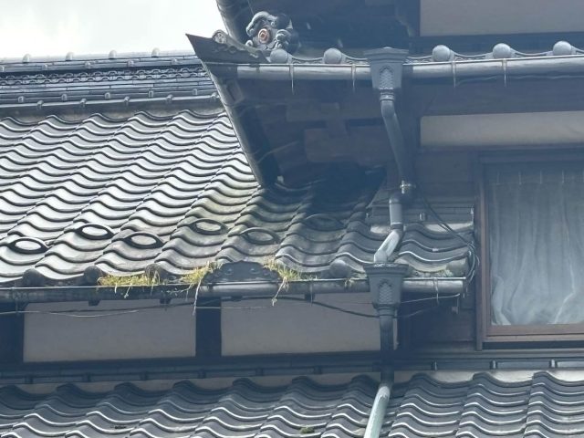 筑紫野市の草が生えた雨樋
