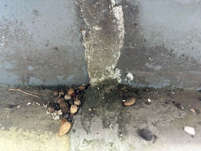 太宰府市の陸屋根に溜まったごみ