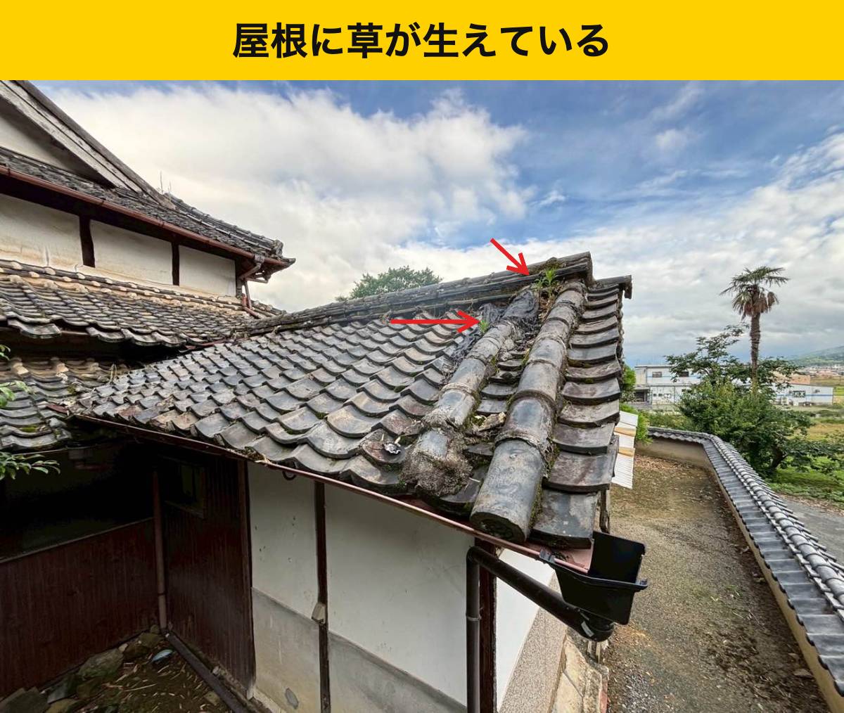苔や草がある屋根は、ほかの傷みと合わせて点検