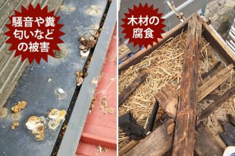鳥の巣被害