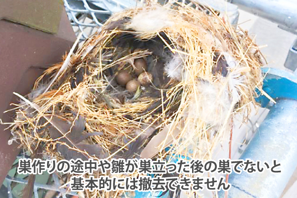 鳥の巣イメージ