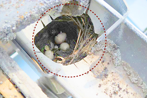 鳥の巣被害