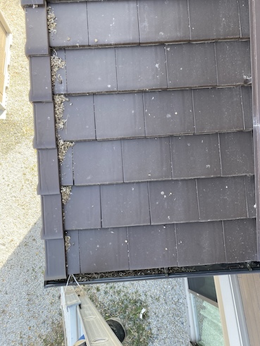 浜松市　中央区　ソーラーパネル　鳥害　調査　見積もり　はと　雨樋　フン