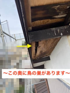 軒天　劣化　剥がれ　鳥の巣