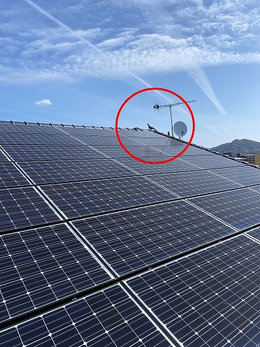 屋根　鳩　鳥の巣　被害　対策　ネット　営巣　太陽光パネル　浜松市