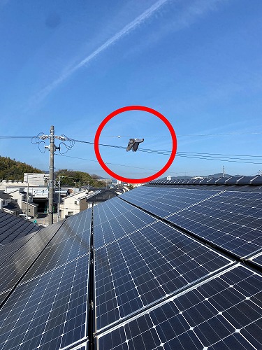 屋根　鳩　鳥の巣　被害　対策　ネット　営巣　太陽光パネル　浜松市