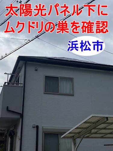 太陽光パネル　鳥害対策　鳥よけネット　浜松市　ムクドリ
