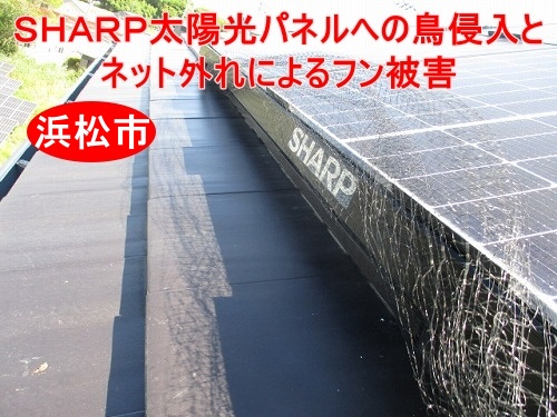 鳥の巣　防鳥対策　太陽光パネル　浜松市　ＳＨＡＲＰ