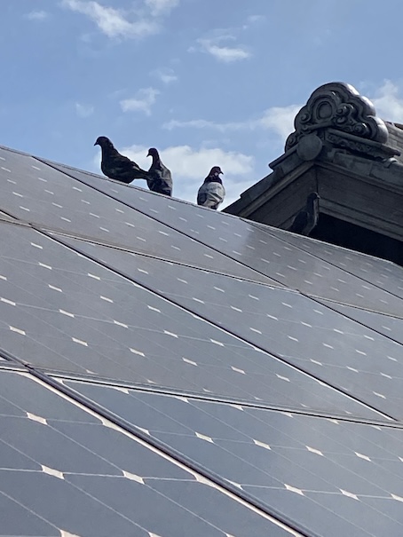 浜松市　中央区　太陽光パネル　鳥の巣　はと　被害　防鳥　対策　ネット