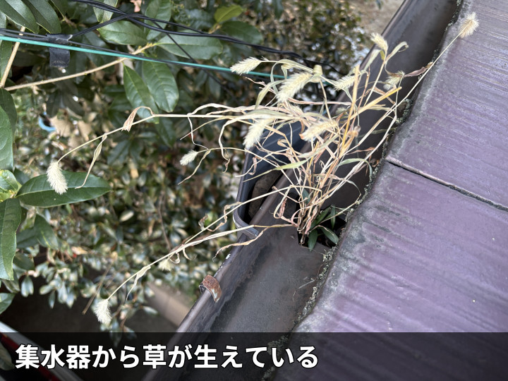 集水器に生えた雑草