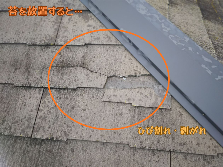 苔を放置すると・・・