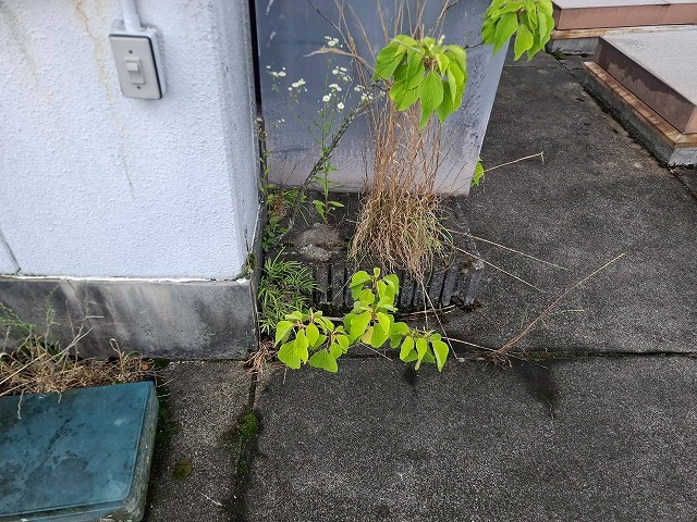 屋上苔や汚れ