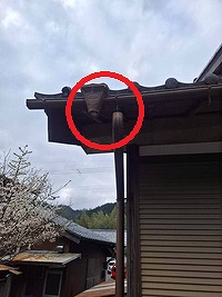 雨樋　はずれ　破損
