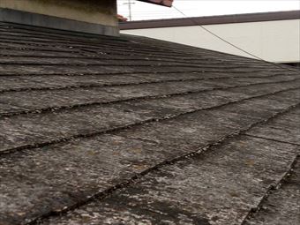 渋川市半田屋根のコケとカビ