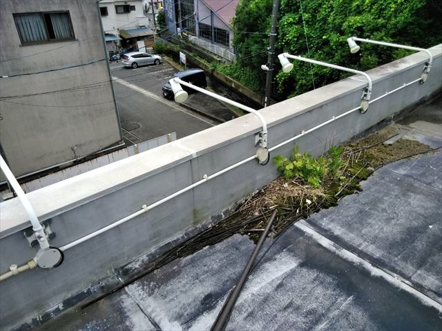 函南町　屋上排水雑草生え