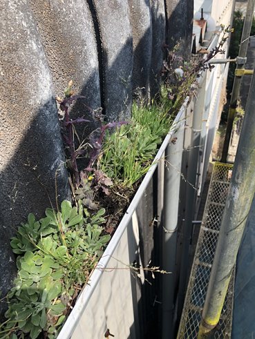 沼津工場雨樋汚れ