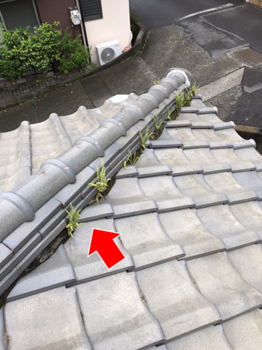 沼津市瓦屋根現場調査雑草