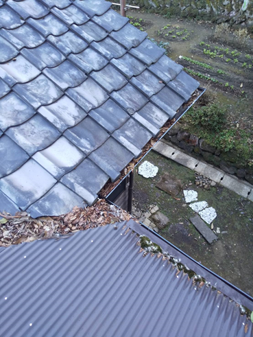 雨樋に溜まった落ち葉