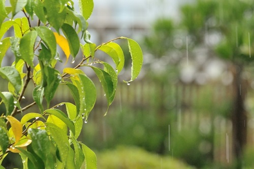 福山市内雨の様子写真