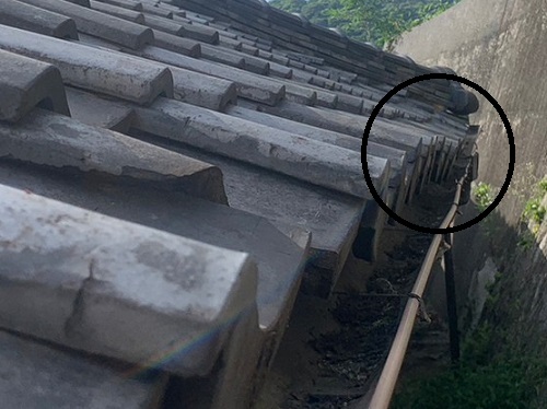 尾道市にて借家瓦屋根のずれている瓦調査でビス固定を提案北側屋根軒先の垂木が下がり瓦が波打つ