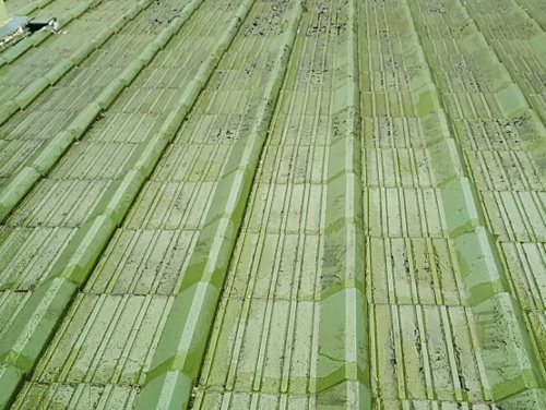 セメント瓦傷み