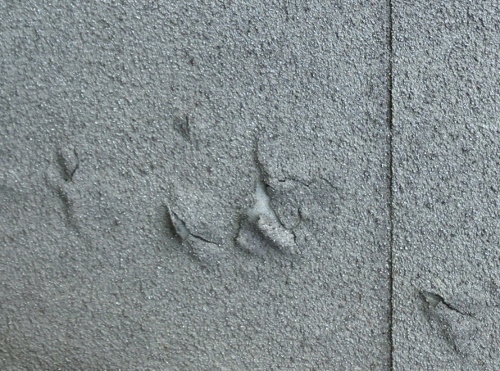 広島県府中市にて外壁塗装補修前の無料調査｜モルタル壁の剥がれ壁塗装の剥がれ