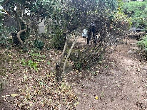 福山市にある一軒家の庭で雑草除去(草むしり)作業を行いました