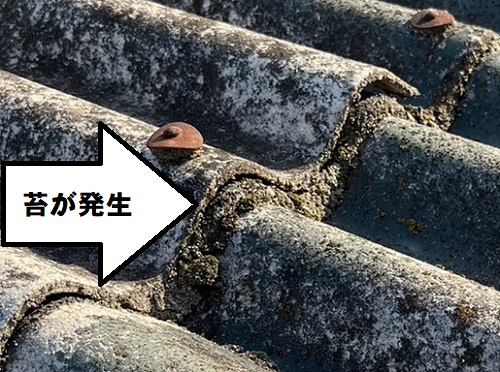 【無料調査】福山市にてアスベスト含有スレート屋根の雨漏り調査波型スレートの重なり部分に詰まった大量の苔