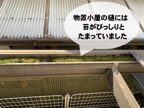 福山市で風にあおられ一部飛んだ物置小屋屋根の無料調査樋の中に苔