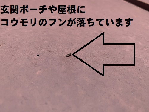 福山市にてコウモリ侵入対策で玄関庇の板金カバー工法を提案！コウモリのフン