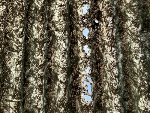 福山市野外雨漏り調査ガラスネット波板