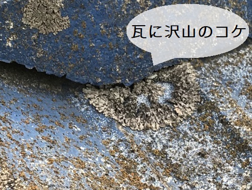 府中市雨漏り原因のセメント瓦に大量のコケ