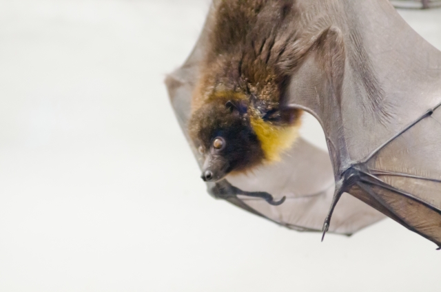 近くで見た飛んでいるコウモリ