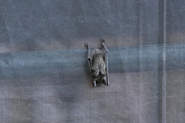 ネットに止まっているコウモリ